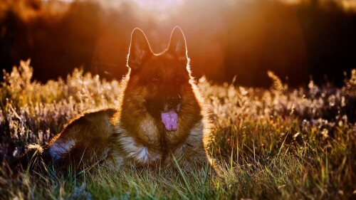 dogs2_0251.jpg