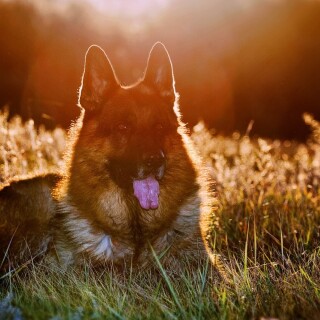 dogs2_0251