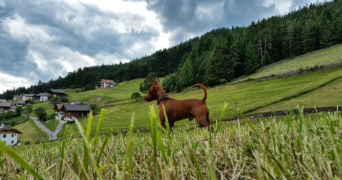 dogs2_0264.jpg