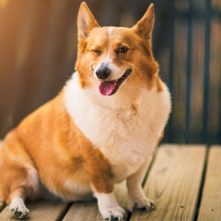 dogs2_0265