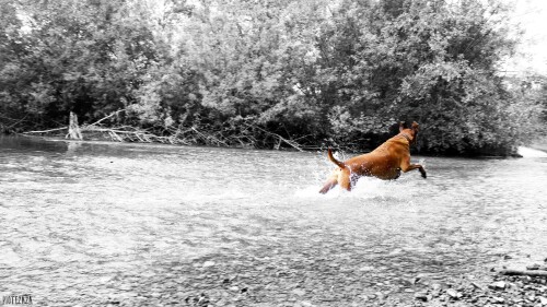 dogs2_0273.jpg