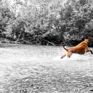 dogs2_0273