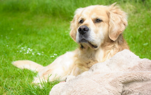 dogs2_0274.jpg