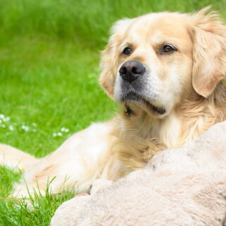 dogs2_0274