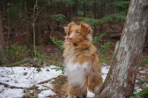 dogs2_0275.jpg