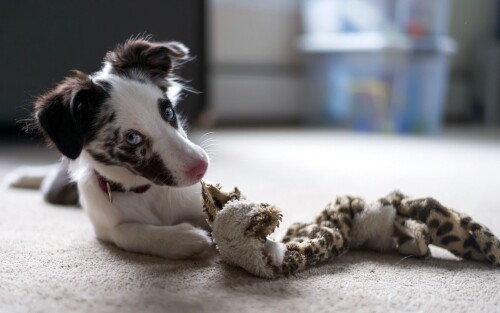 dogs2_0283.jpg