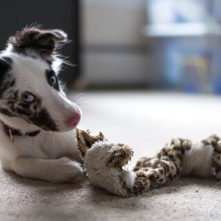 dogs2_0283