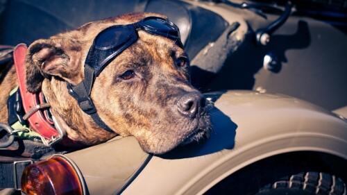 dogs2_0285.jpg
