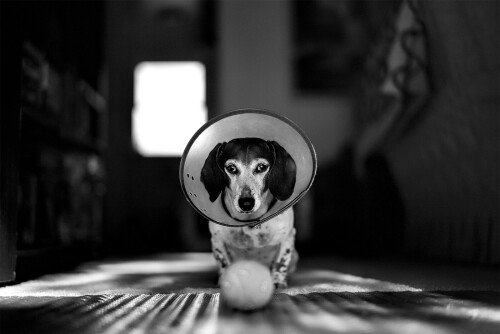 dogs2_0286.jpg
