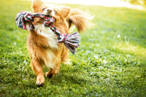 dogs2_0295.jpg