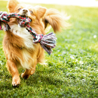 dogs2_0295