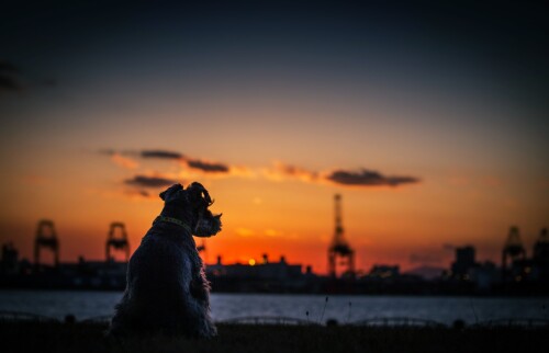 dogs2_0296.jpg
