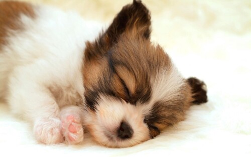 dogs2_0301.jpg