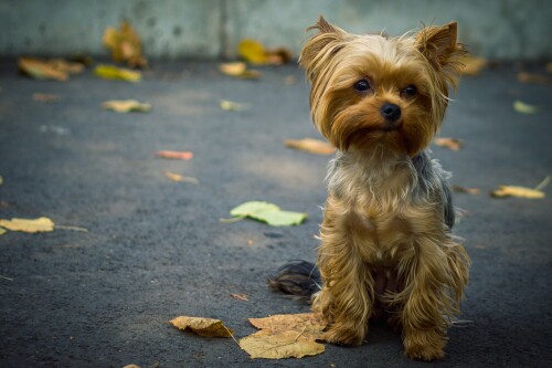 dogs2_0306.jpg
