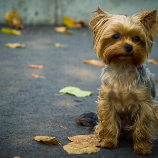 dogs2_0306