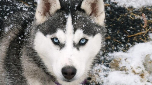 dogs2_0307.jpg