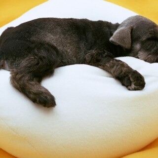 dogs2_0311