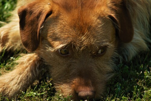 dogs2_0313.jpg