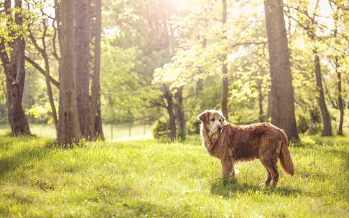 dogs2_0314.jpg