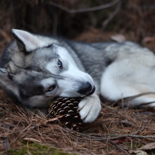 dogs2_0326
