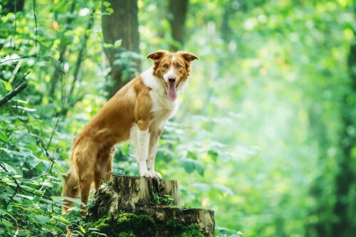 dogs2_0328.jpg