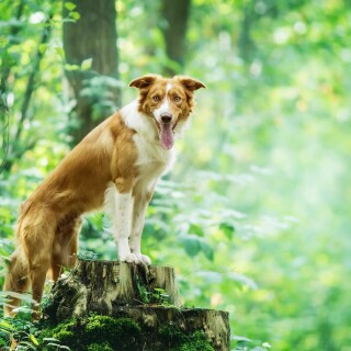 dogs2_0328