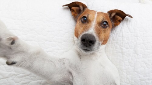dogs2_0329.jpg