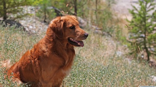 dogs2_0334.jpg
