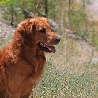 dogs2_0334