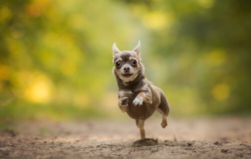 dogs2_0335.jpg