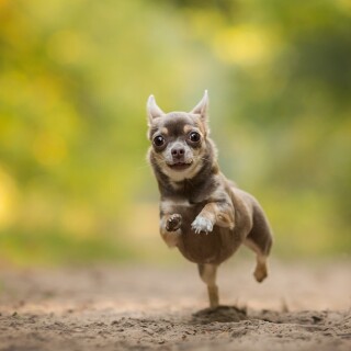 dogs2_0335