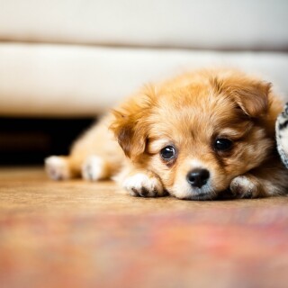 dogs2_0337