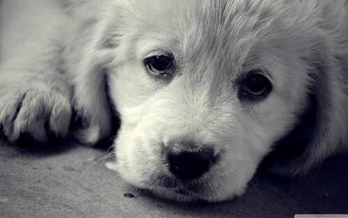 dogs2_0341.jpg