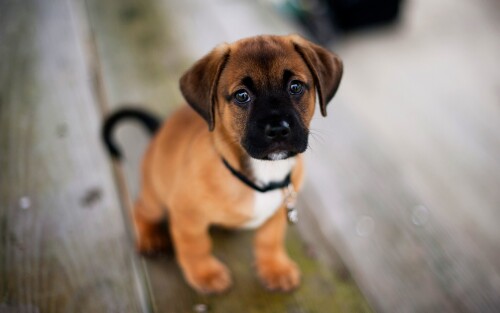 dogs2_0343.jpg