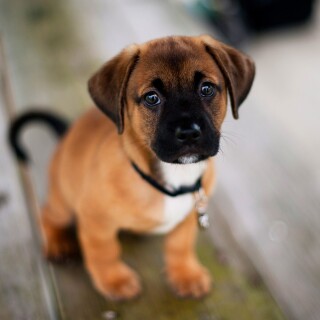 dogs2_0343