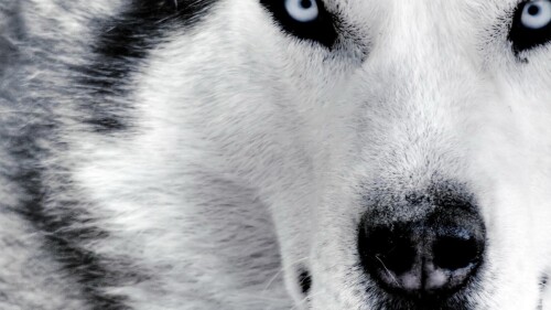dogs2_0346.jpg