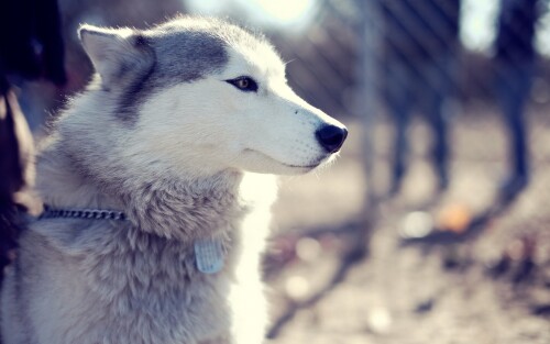 dogs2_0347.jpg