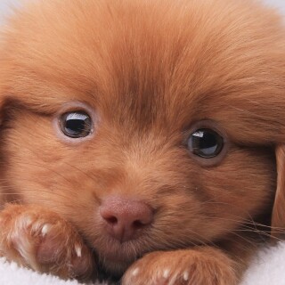 dogs2_0351