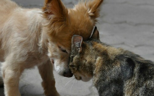 dogs2_0354.jpg