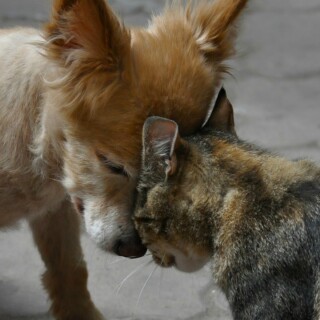 dogs2_0354