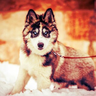 dogs2_0356