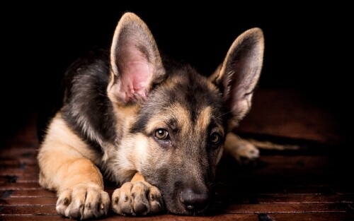 dogs2_0364.jpg