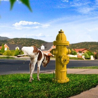 dogs2_0369