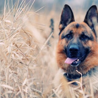 dogs2_0372