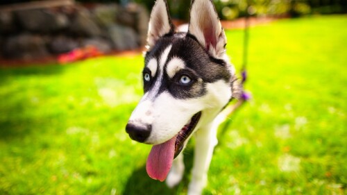 dogs2_0373.jpg