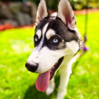 dogs2_0373