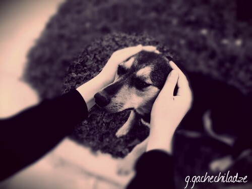 dogs2_0374.jpg