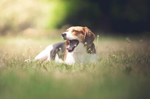dogs2_0375.jpg