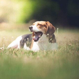 dogs2_0375
