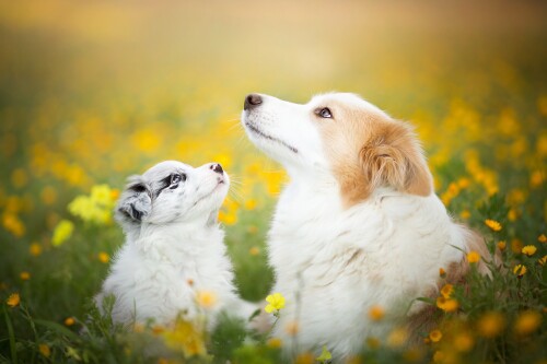 dogs2_0380.jpg